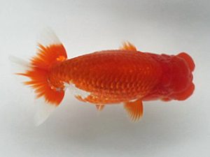 喜樂らんちう会　二歳会　東大関　登嶋秀法　足立区