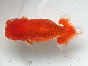 喜樂らんちう会　勧進元一　内田　實　草加市