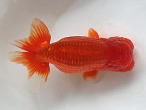 喜樂らんちう会 勧進元二　大久保義影　千葉