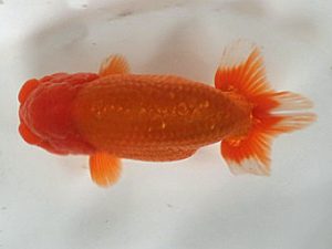 喜樂らんちう会 行司一　室岡賢治　江戸川区