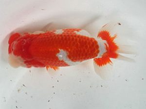 喜樂らんちう会 行司二　馬場祥宏　川口市