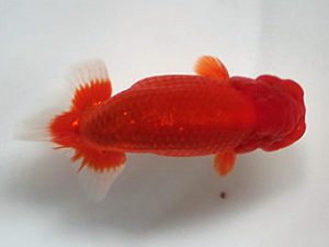 喜樂らんちう会 行司三　望月誠一　草加