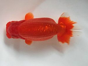 喜樂らんちう会 脇行司一　馬場祥宏　川口市