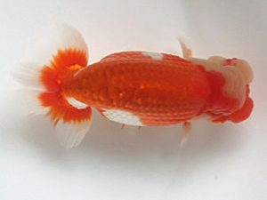 喜樂らんちう会　二歳会　西大関　伊庭記章　さいたま市