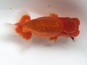 喜樂らんちう会　二歳会　立行司　馬場祥宏　川口市