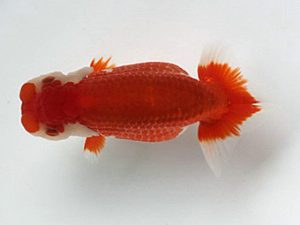 喜樂らんちう会　二歳会　取締一　七尾好之　葛飾区