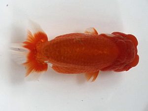 樂らんちう会　二歳会　取締二　室岡賢治　江戸川区