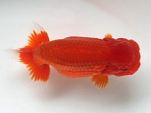 喜樂らんちう会 東関脇　池辺　勇　越谷市