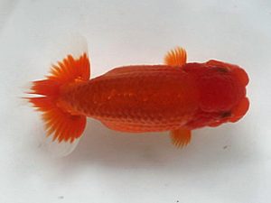 喜樂らんちう会 西関脇　池辺　勇　越谷市