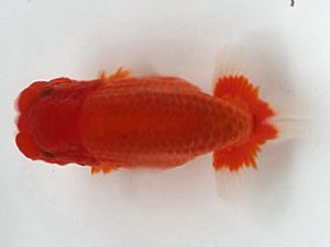 喜樂らんちう会　東小結　池辺　勇　越谷市