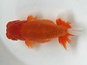 喜樂らんちう会 西小結　室岡賢治　江戸川区