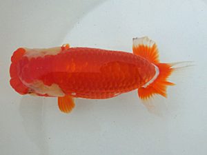 桑名愛錦会　二歳会　東大関　宇野正志　長久手市