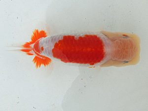 桑名愛錦会　二歳会　西大関　谷地村政幸　愛知郡