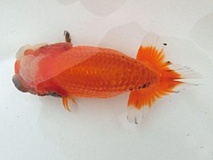 桑名愛錦会　二歳会　東取締　宇野正志　長久手