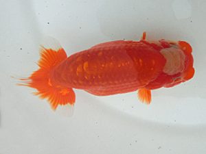 桑名愛錦会　二歳会　西取締　鎌田芳男　稲沢