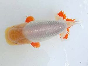 三重らんちゅう会　二歳会　東大関　葛井克昌　津市