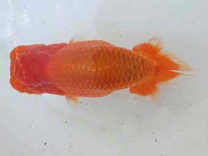 三重らんちゅう会　二歳会　西大関　舟田伸一　津市