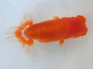 三重らんちゅう会　二歳会　立行司　三村和一　津市