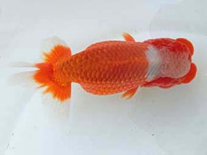 三重らんちゅう会　二歳会　東取締　大河内正行　津市