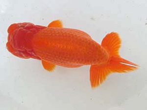 三重らんちゅう会　二歳会　西取締　出口智教　員弁郡