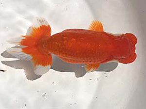 楽友らんちう会　二歳会　1位　矢ヶ崎伸司