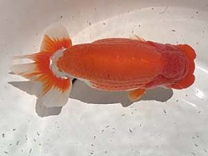 楽友らんちう会　二歳会　2位　大久保義彰