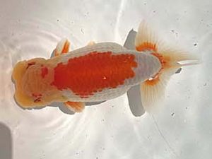 楽友らんちう会　二歳会　3位　樫村正彦