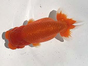 楽友らんちう会　二歳会　4位　登嶋秀法