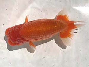 楽友らんちう会　二歳会　5位　長井俊之