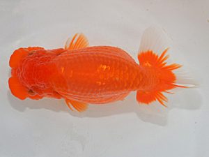 埼玉らんちう会　二歳会　東大関　山口辰也