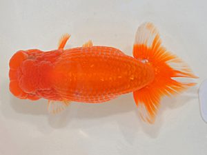 埼玉らんちう会　二歳会　西大関　本山隆史