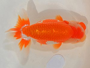 埼玉らんちう会　二歳会　立行司　山口辰也