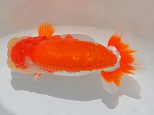 埼玉らんちう会　二歳会　取締一　渡辺　仁