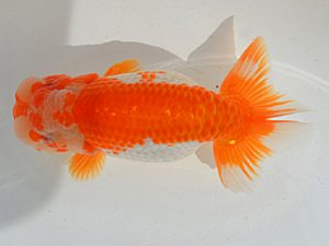 埼玉らんちう会　二歳会　取締二　山中静郎