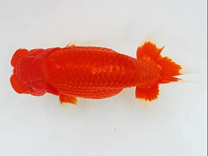 二歳会　東大関　藤田達也　東海村