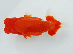 二歳会　西大関　Feng　中国