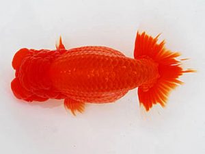 二歳会　立行司　藤田達也　東海村