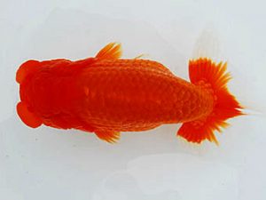 二歳会　取締二　荻谷冨士夫　水戸市