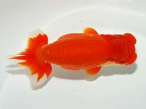 山梨錦城会　二歳会　東大関　小山徹志