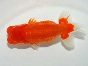 山梨錦城会　二歳会　西大関　小山徹志