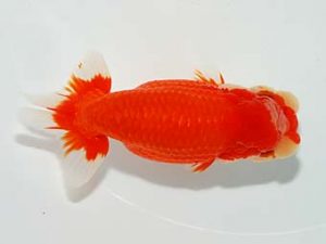 山梨錦城会　二歳会　立行司　東山泰之