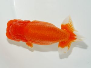 山梨錦城会　二歳会　取締二　平野良則