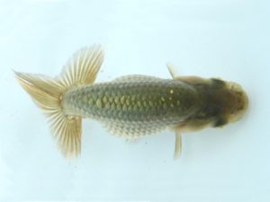 研究会　東大関　吉村昭治