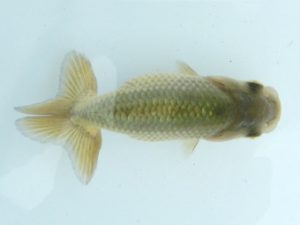 研究会　立行司　石丸満春