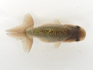 研究会　東取締　立松和三