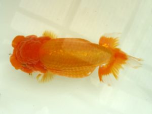 二歳会　西大関　市川武男