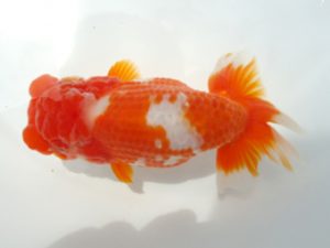 二歳会　立行司　海老忠雄