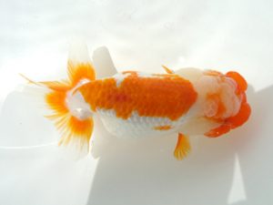 二歳会　取締二　宮川正勝