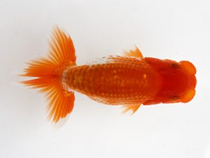 浜松愛魚会　研究会　取締一　出口博也(浜松市)