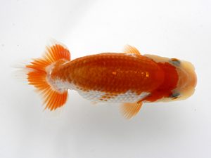 浜松愛魚会　研究会　取締二　鈴木和男(浜松市)